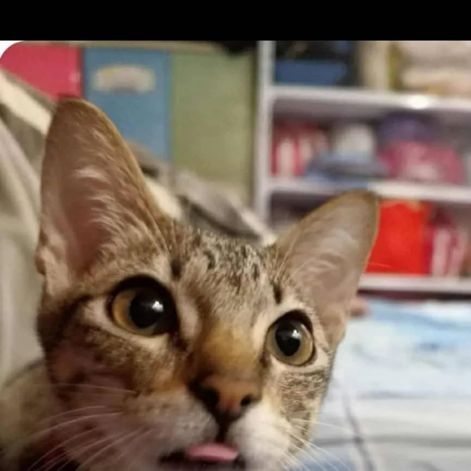 chat with ai character: tabby