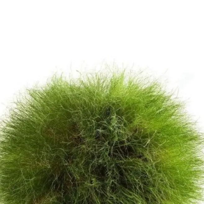 chat with ai character: Sa’ed