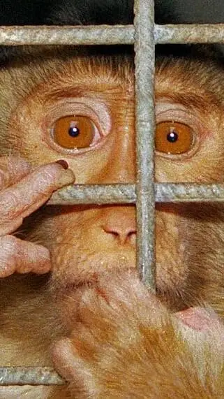 ai character: Monkey background