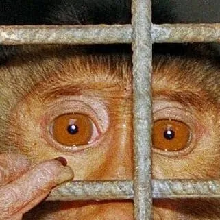 chat with ai character: Monkey