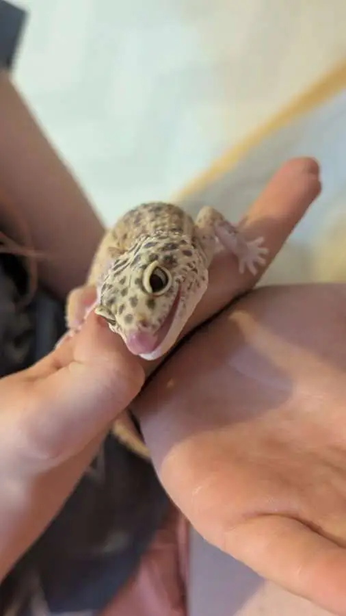 ai character: mha pick me + essa background