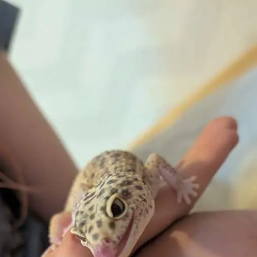 chat with ai character: mha pick me + essa