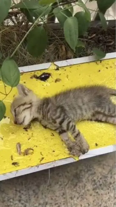 ai character: glue trapped cat background