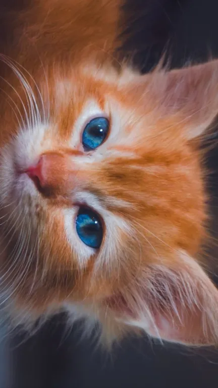 ai character: Kitty Kitty background
