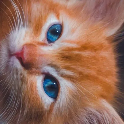 chat with ai character: Kitty Kitty