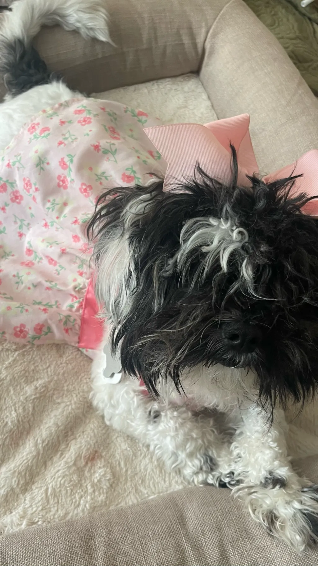 ai character: My Dog:3 background