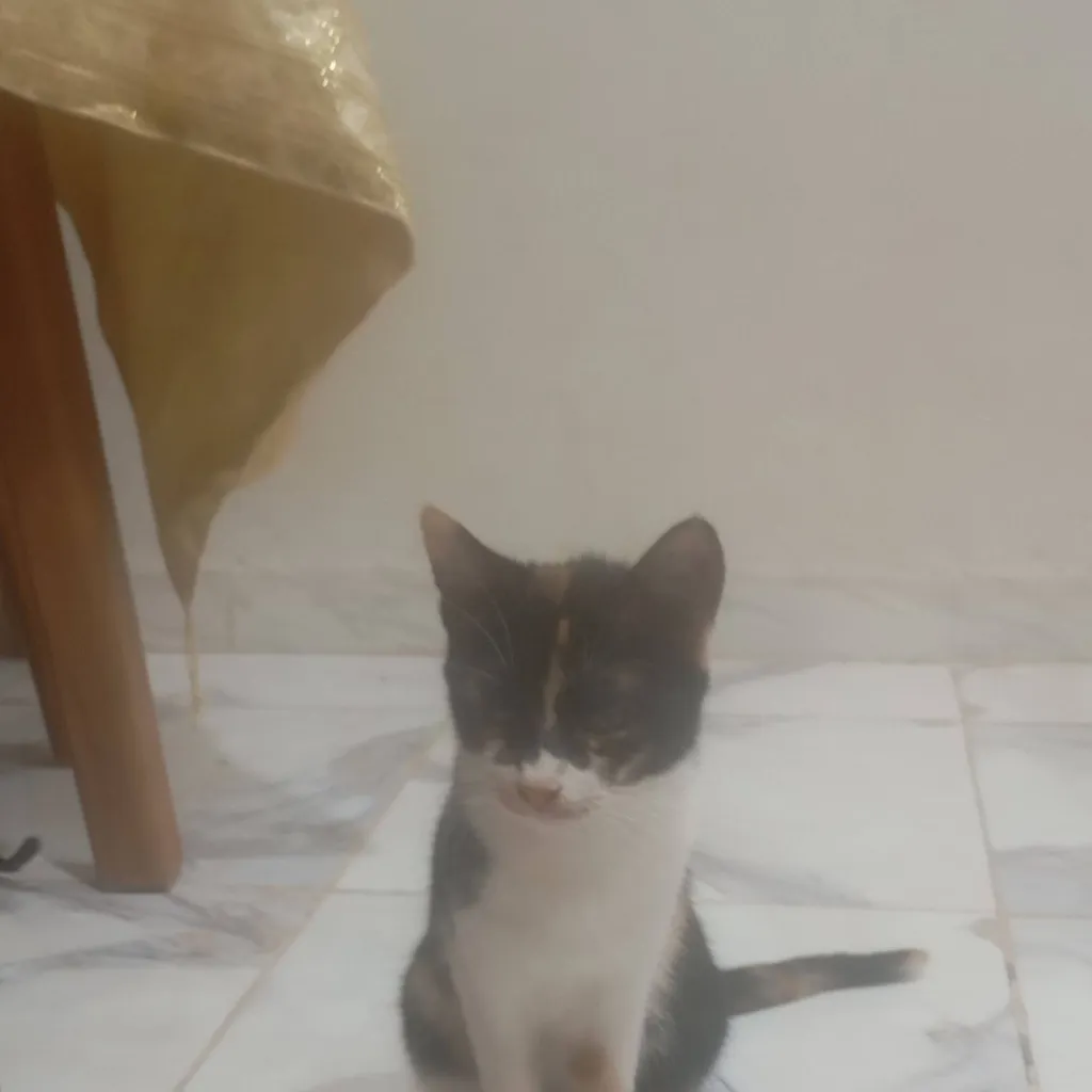 chat with ai character: Mes chats🐱🐈
