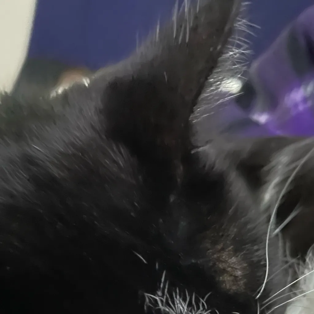 chat with ai character: Diesel