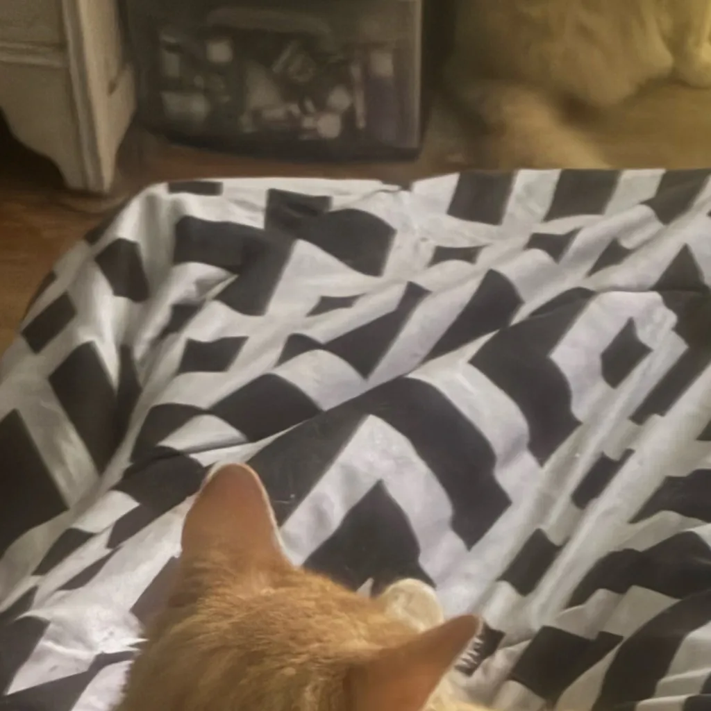 chat with ai character: Teacher ￼