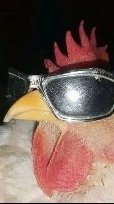 Talkie AI - Chat with cool chicken