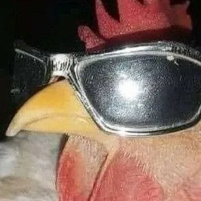 chat with ai character: cool chicken