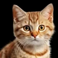 chat with ai character: un Gato XD 