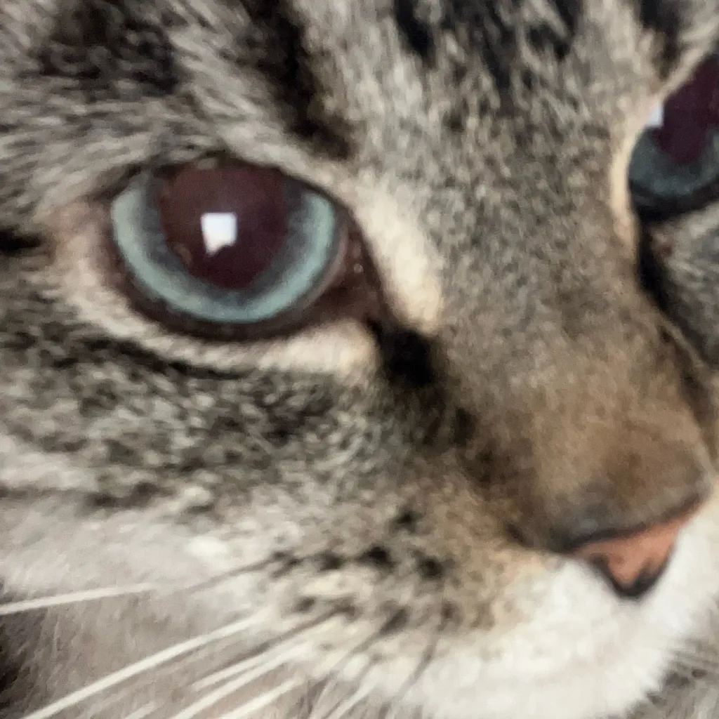 chat with ai character: Darcy ￼