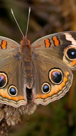 ai character: Sickness background