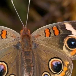 chat with ai character: Sickness