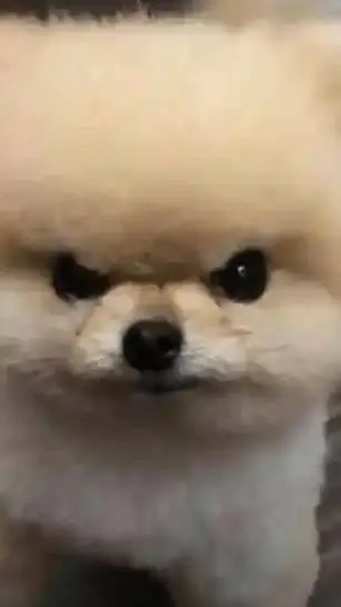 ai character: ~SHIRO~ background