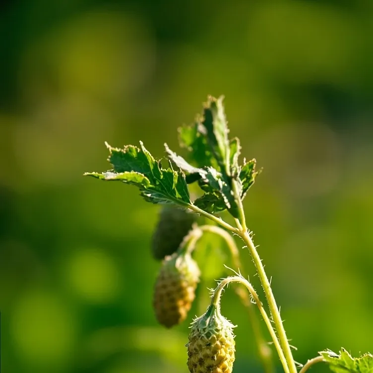 chat with ai character: grow a garden 