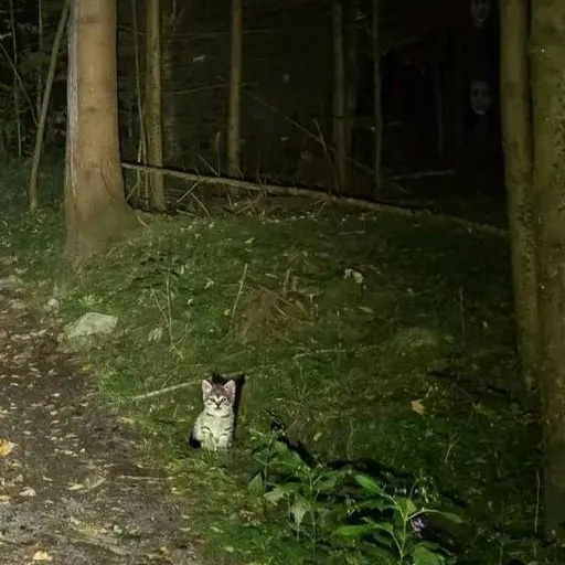 chat with ai character: camping..?