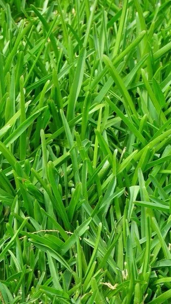 ai character: Grass background
