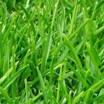chat with ai character: Grass