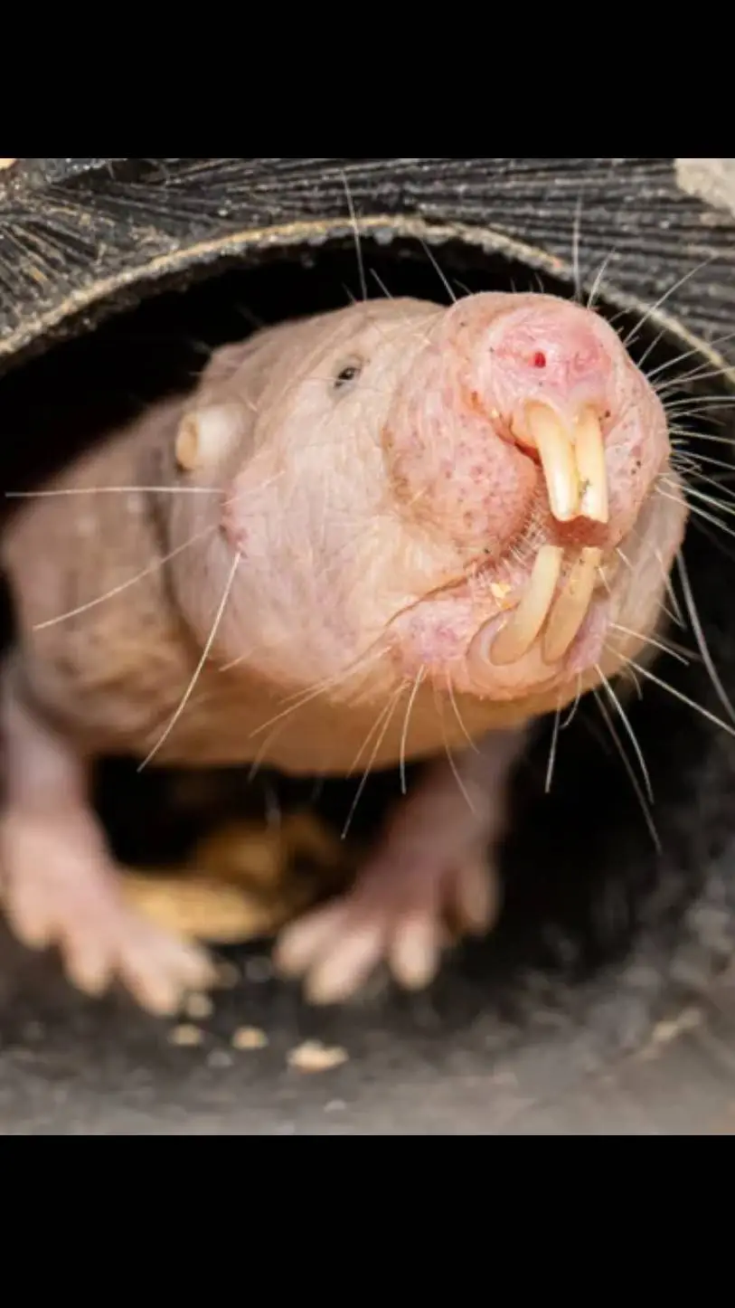 ai character: roach/brother background