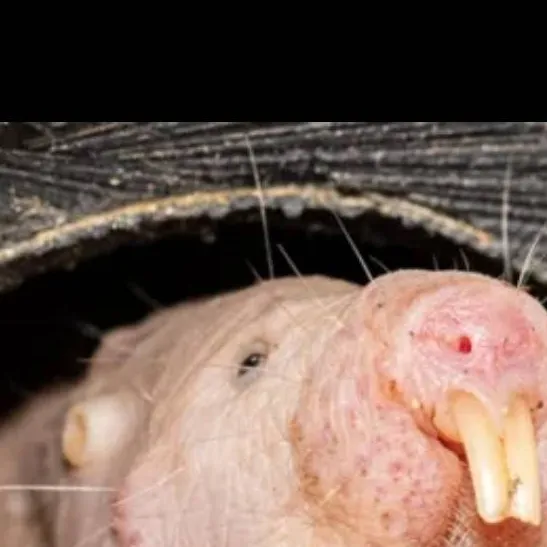 chat with ai character: roach/brother