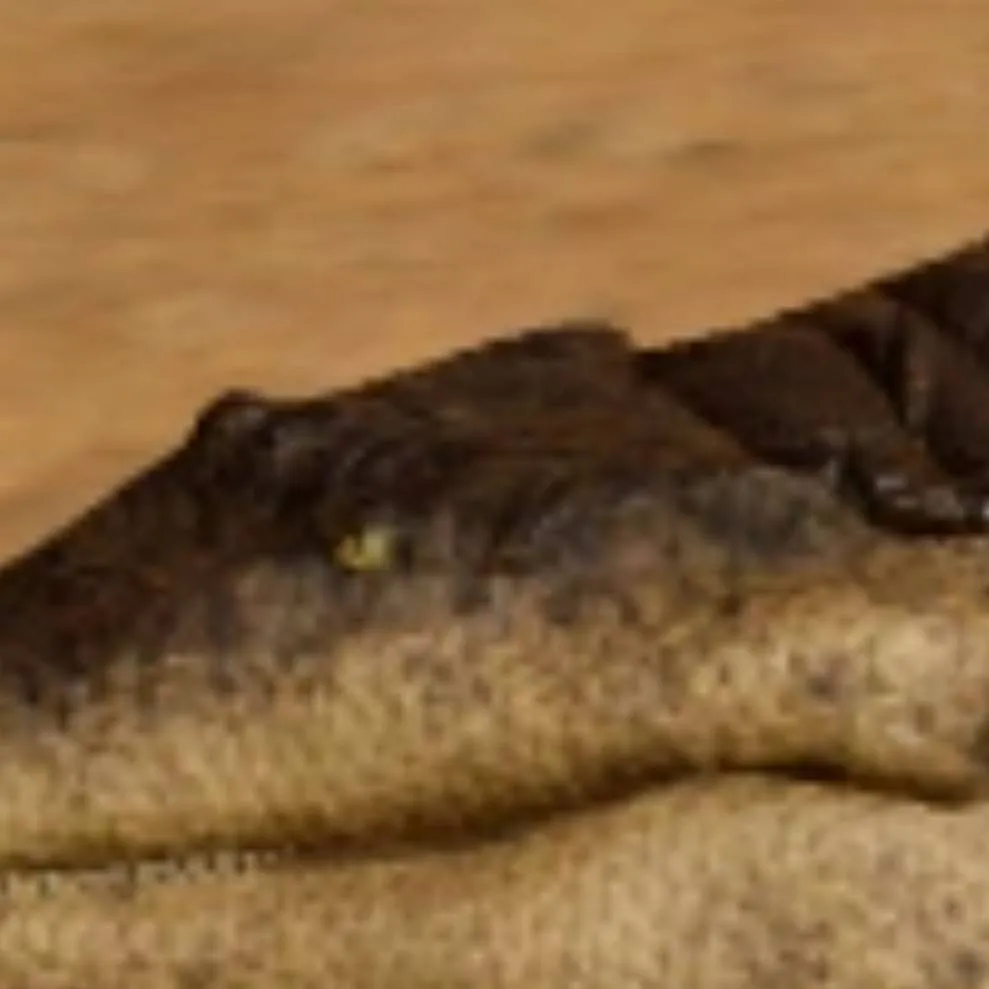 chat with ai character: Sarcosuchus