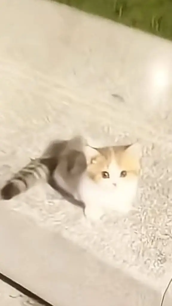 ai character: Kitten background