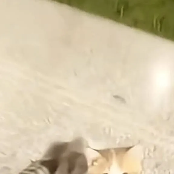 chat with ai character: Kitten