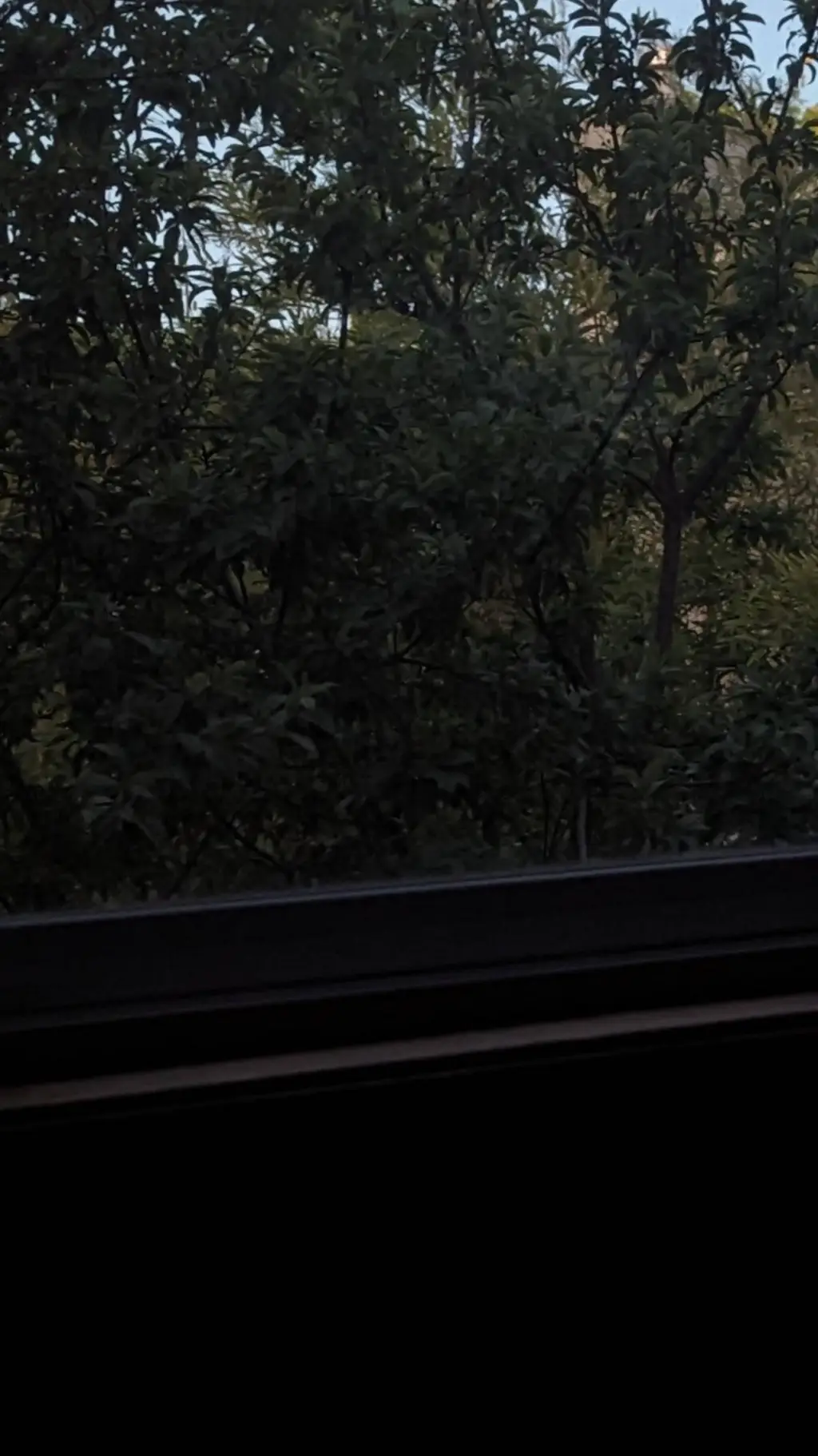 ai character: SHY'S FOREST--- background