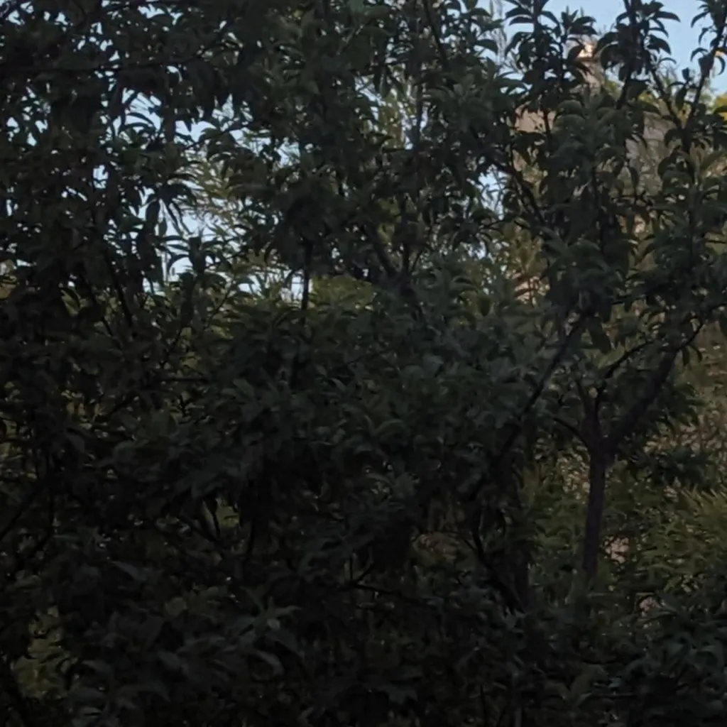 chat with ai character: SHY'S FOREST---