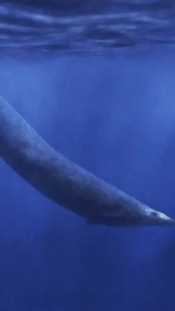 ai character: Basilosaurus background