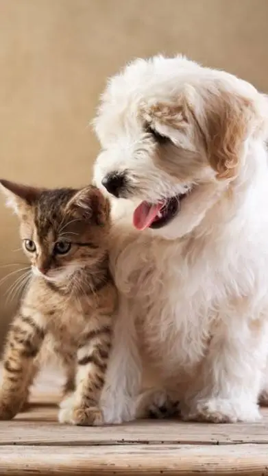 Talkie AI - Chat with PetTales