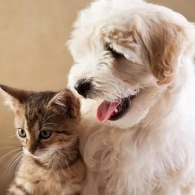 chat with ai character: PetTales