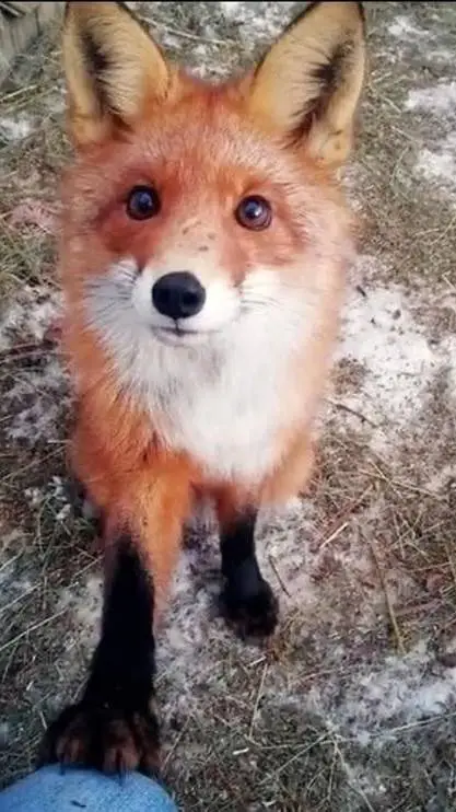 ai character: 🦊❤️!! Fox !!❤️🦊 background