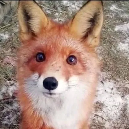 chat with ai character: 🦊❤️!! Fox !!❤️🦊