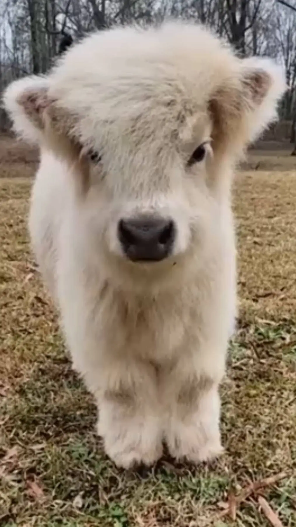 ai character: Lil. cow 🐂 background