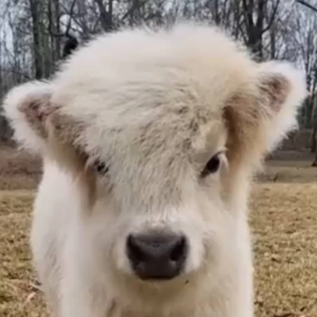 chat with ai character: Lil. cow 🐂