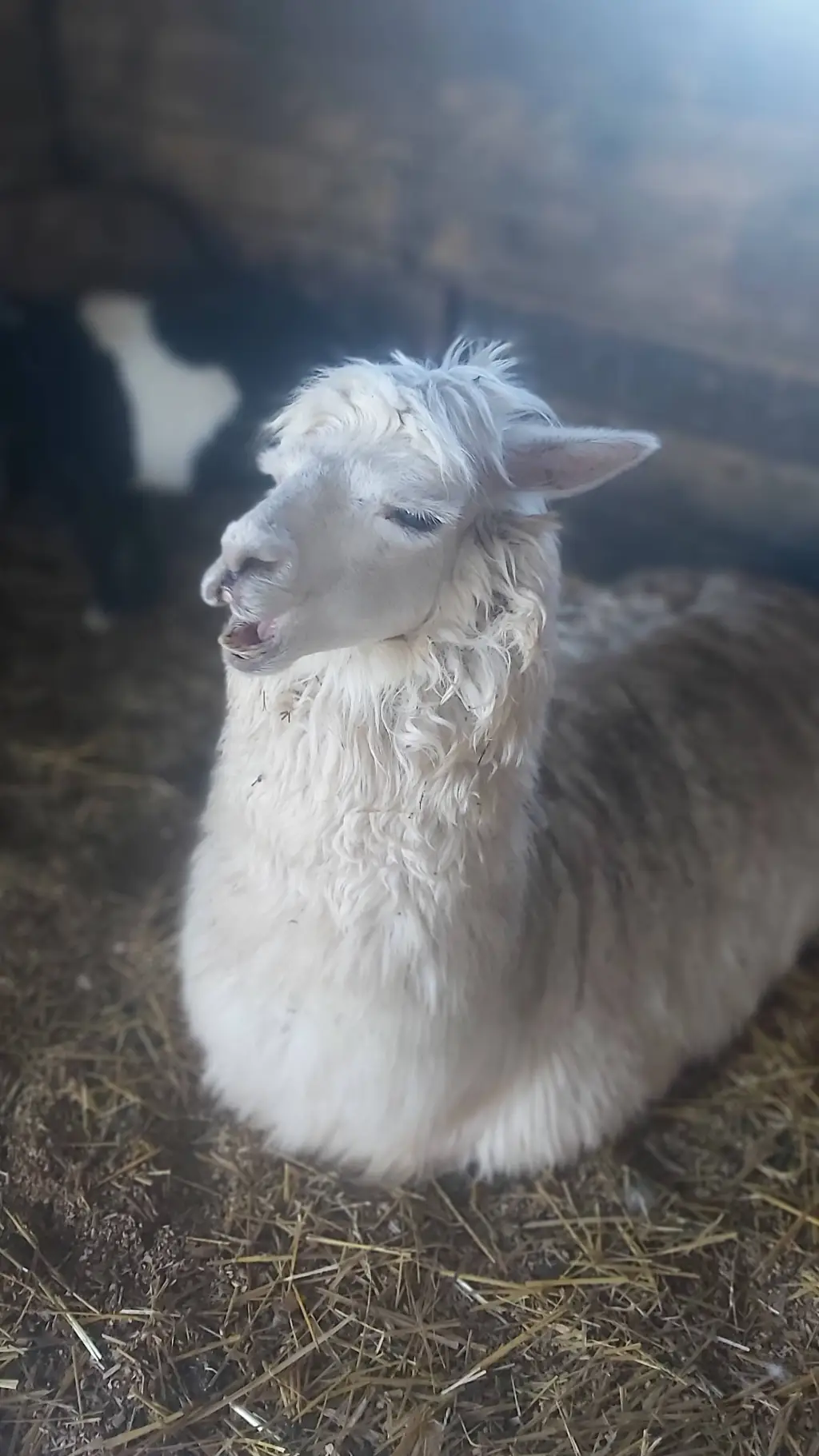 ai character: Sleeping llama background