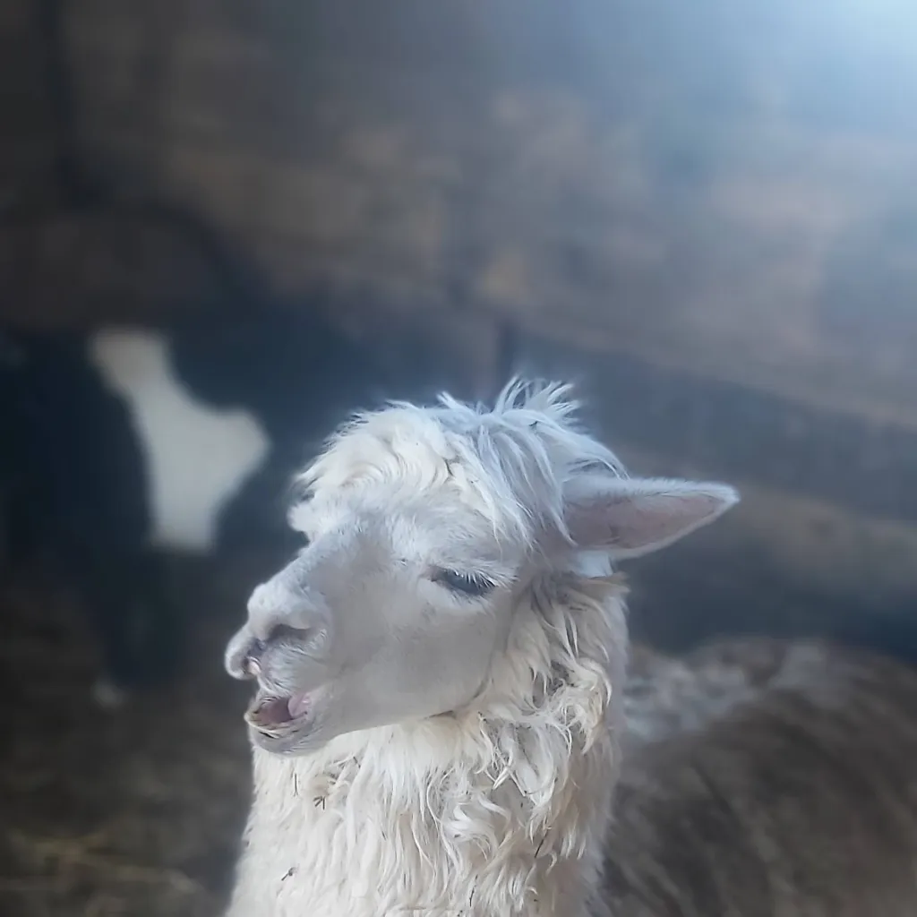 chat with ai character: Sleeping llama