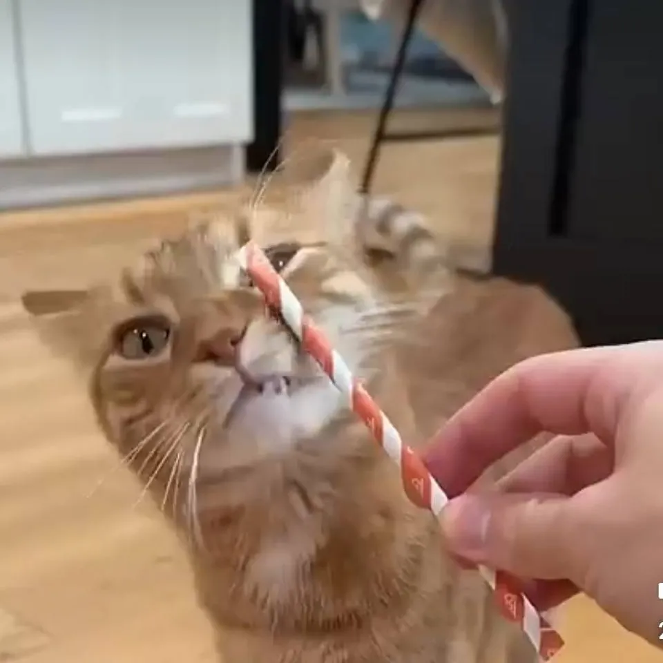 chat with ai character: Kurt