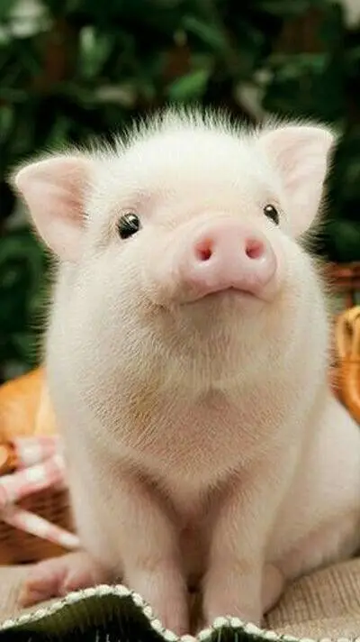 ai character: piglet background