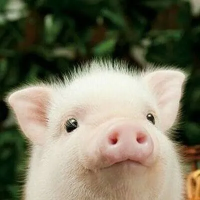 chat with ai character: piglet