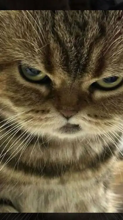 ai character: Katie background