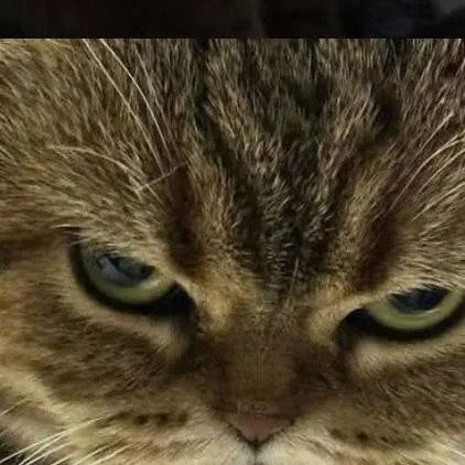 chat with ai character: Katie