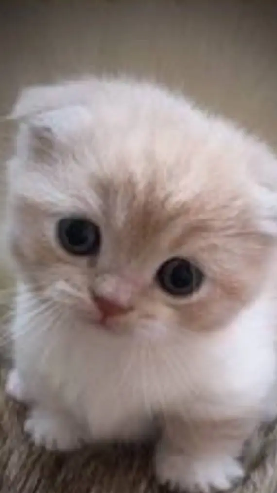 ai character: gato background