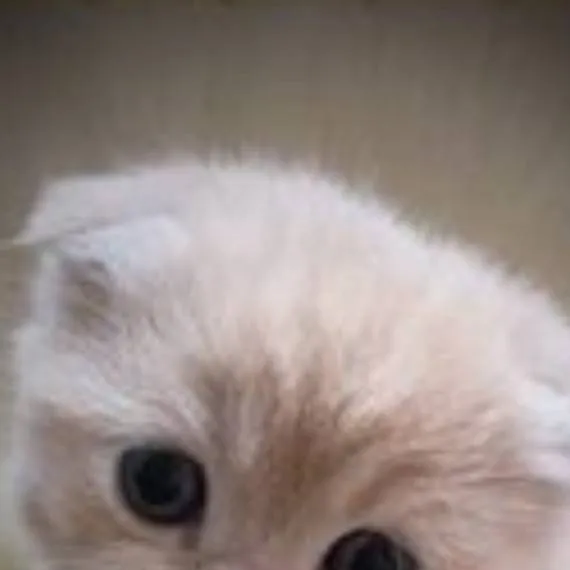 chat with ai character: gato