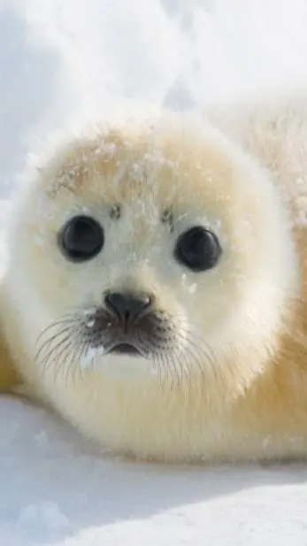 ai character: Luma background