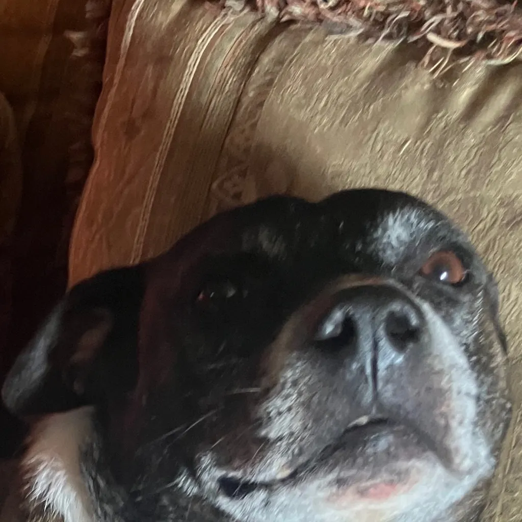 chat with ai character: 2025