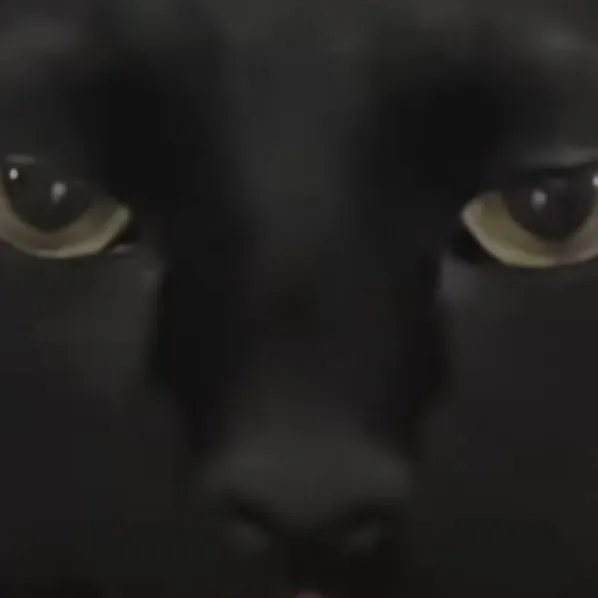 chat with ai character: naoya cat